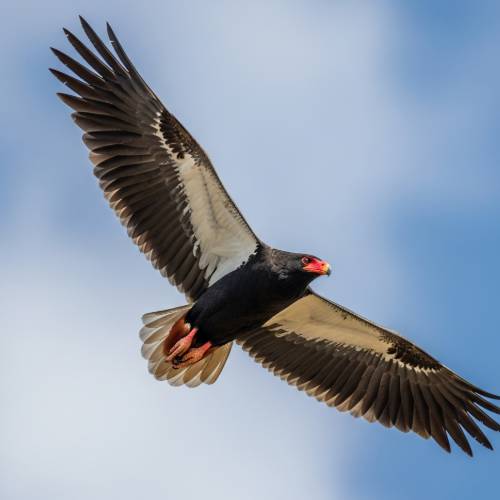 Bateleur des savanes