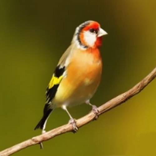 A vibrant goldfinch perched on a branch, showcasing its yellow plumage and black and white markings.