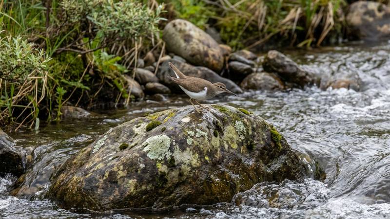 Chevalier guignette sur le bord d'une rivière