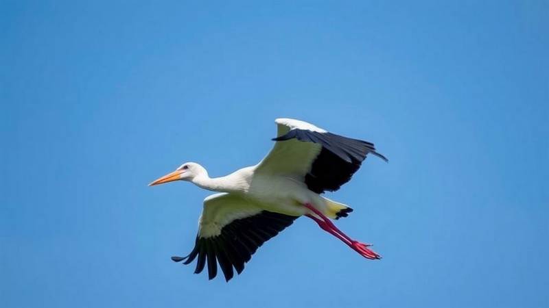 Une Cigogne Blanche en vol, montrant son impressionnante envergure et ses plumes noires.