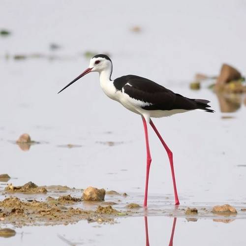 Une échasse blanche avec ses très longues pattes rouges.