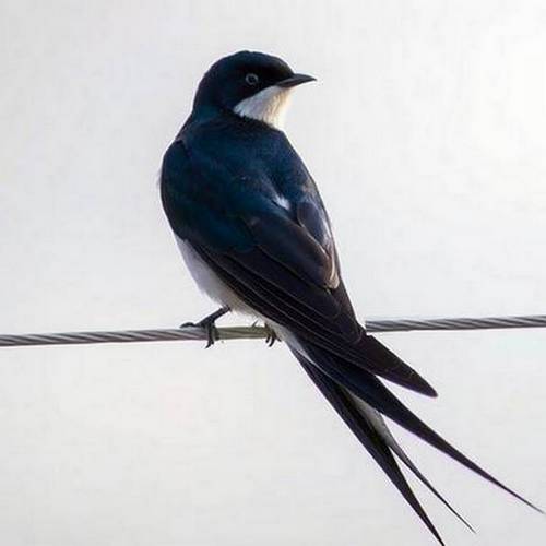 Hirondelle rustique