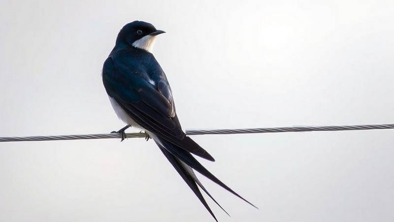 Hirondelle rustique perchée sur un fil électrique, montrant sa gorge rouge brique et sa longue queue fourchue.