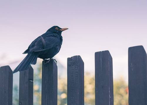 A blackbird stands proudly on a wooden fence. With its deep black plumage and bright yellow beak, it seems attentive to its surroundings. Its silhouette is sharp and precise, contrasting with the blurred and verdant background of the surrounding nature. You can almost smell the crisp country air and hear the soft chirping of other birds in the distance. The blackbird appears peaceful and calm, but ready to take flight at any moment. It is an image that recalls the simple beauty of nature and the freedom of wildlife.