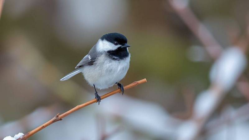 Une Mésange boréale perchée sur une branche, montrant sa calotte noire mate et ses joues blanches.