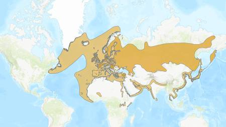 Carte de répartition mondiale de la mouette rieuse, montrant ses zones de présence principale et d'hivernage.