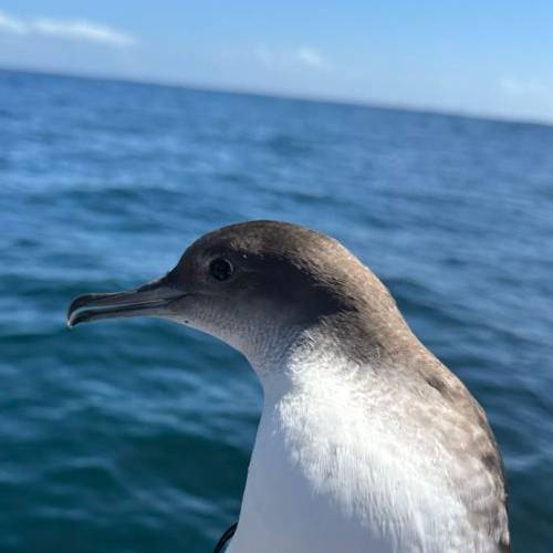 Balearic Shearwater.