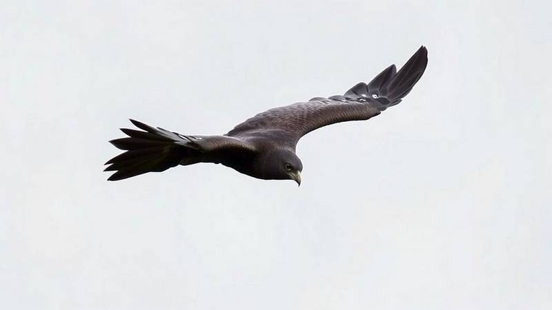 Black Kite