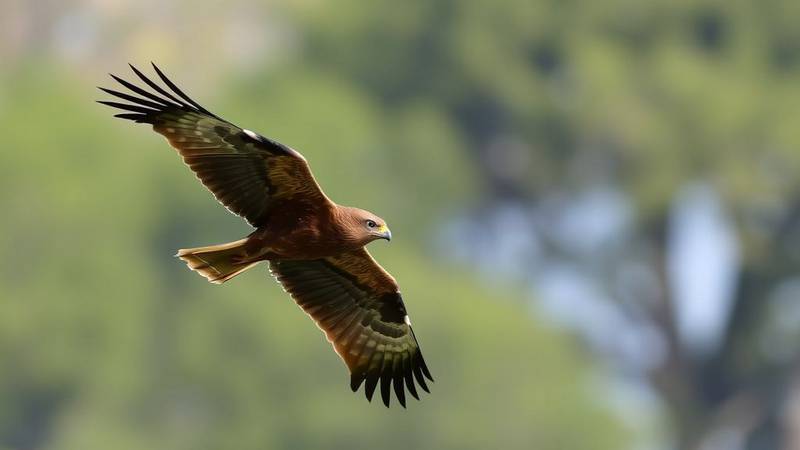 A Black Kite in flight.
