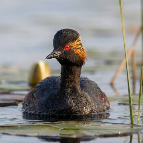 Black-necked Grebe