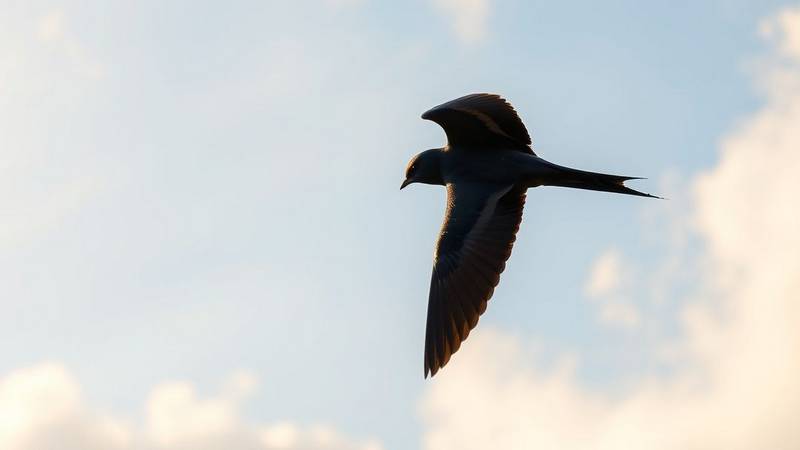 Black Swift in flight, showing its scythe-shaped silhouette and long, tapered wings.