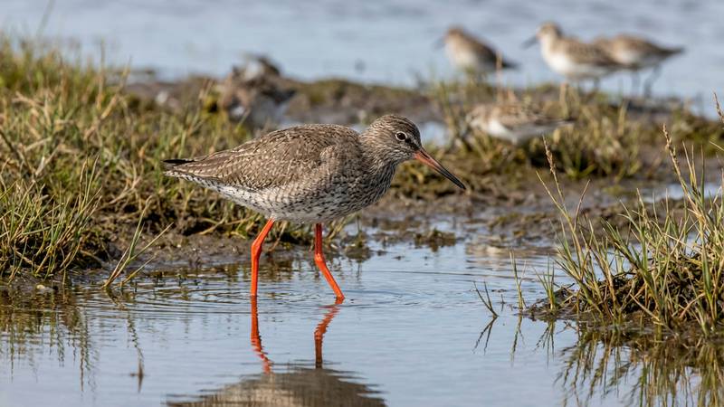 An adult Common Redshank standing in a salt marsh