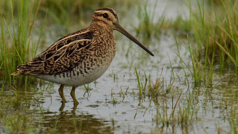 Common Snipe on the ground