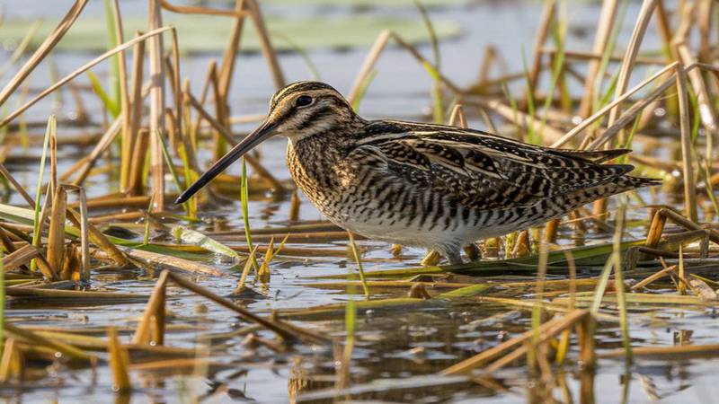 Common Snipe in its wetland habitat