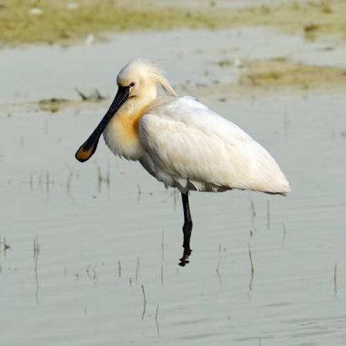 Eurasian Spoonbill