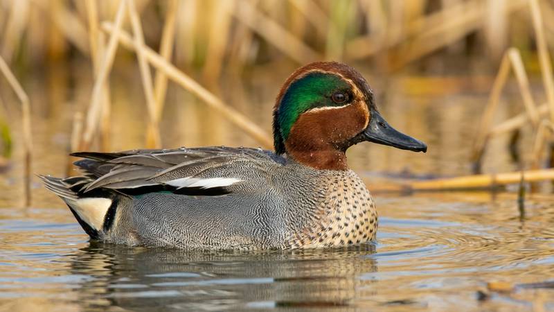 Male Eurasian Teal on water