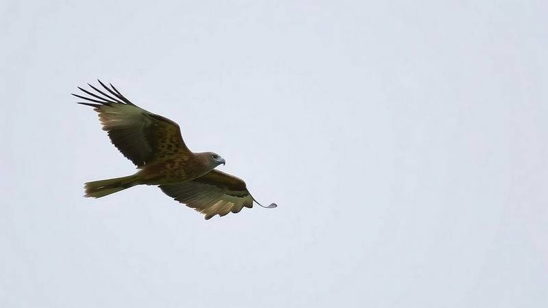 A European Honey Buzzard (Pernis apivorus) in flight, showing its slender silhouette and characteristic tail.