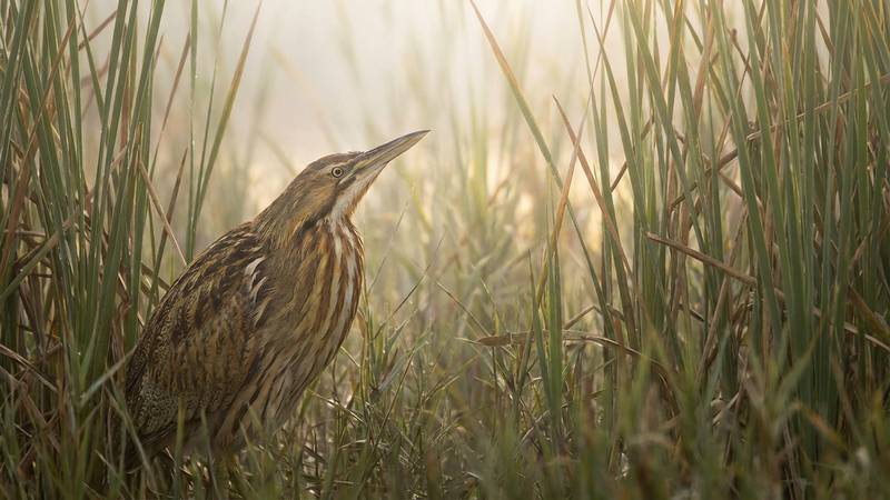Great Bittern hiding in reeds