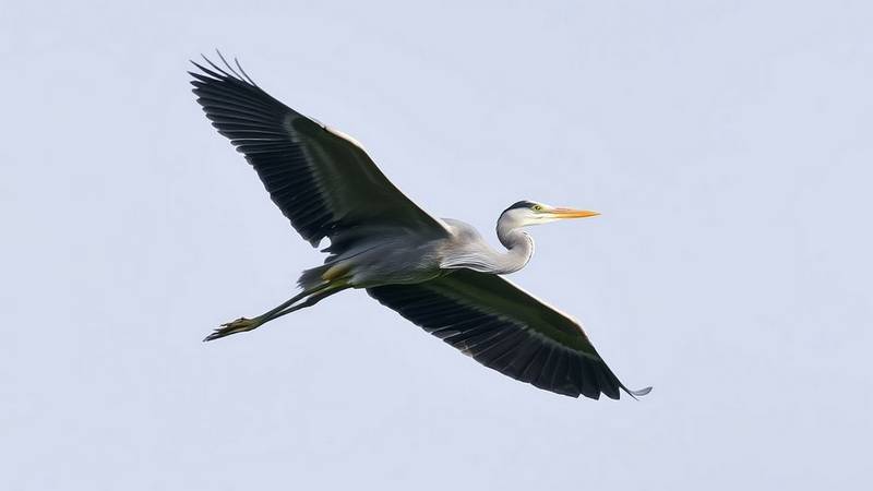 An adult Grey Heron in flight, showing its grey plumage and characteristic silhouette.