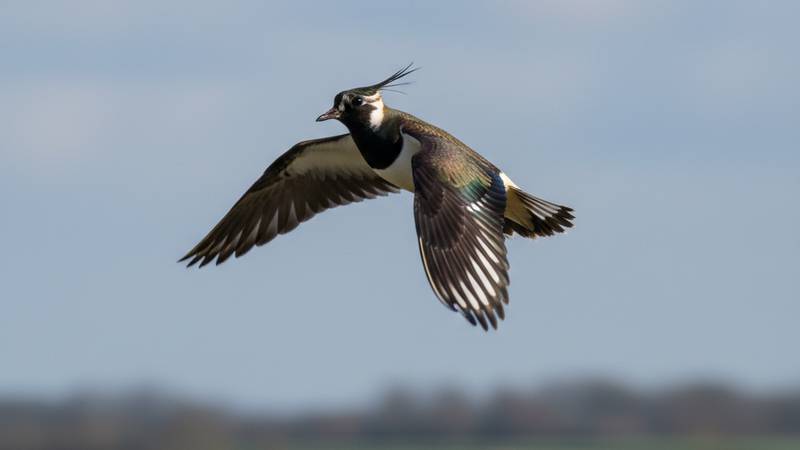 Flock of Northern Lapwings in flight
