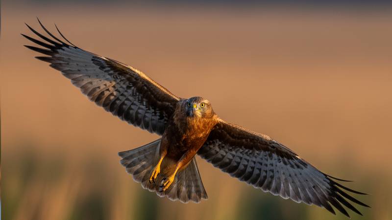 A male Western Marsh Harrier in flight, identifiable by its tricoloured plumage and robust silhouette.