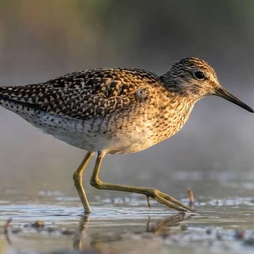 Wood Sandpiper